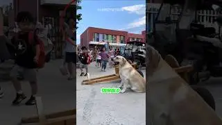 Selbgebautes HUNDE TAXI 🚕 😎