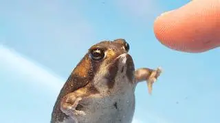 rain frog feast