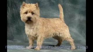 КЕНТ ТЕРЬЕР