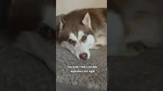 Husky had a nightmare