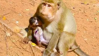 Poor Lola hurt hand and swollen can catch mom / monkey post