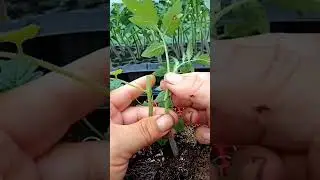 Tomato Grafting Techniques 