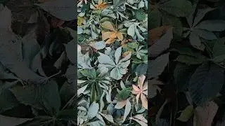 После  заморозка  облетели почти все листья с деревьев. Каштан был ещё зелёный,а теперь без листьев(