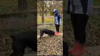 Ротвейлер Таир и гостья Светлана