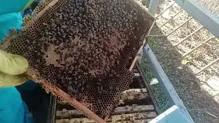 13 апреля. расширяю гнёзда.
