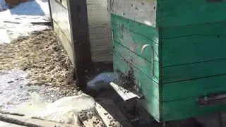 Облёт пчёл 26.03.2020г.