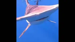 Diver Films Smooth Hammerhead Shark - 1534078