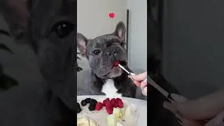 Frenchie ASMR