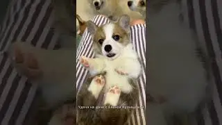Наша новая собака 