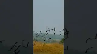 Amazing Birds flying