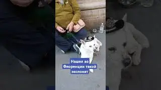 #тимасветлогорских