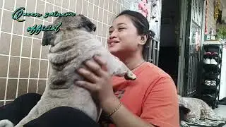EMAK SAINEM SAYANG SAMA ANJING PITBUL MOMO,NGUDANG KIREK | TKW HONGKONG