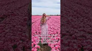 Exploring the Netherlands: Culture, Canals, and Tulips