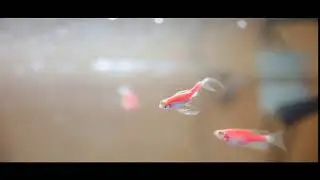 Дания/dany glo fish