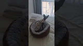 ❤️😺🐈‍⬛Яша#Марс