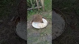 очень вкусные макароны!!!