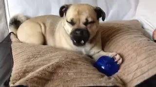 Introducing.. Roxy The Jug!!