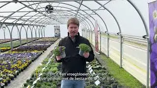 New Aubrieta Glacier Violet - Dutch