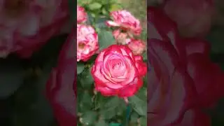 МУДРЫЕ СЛОВА❗ #мудрость #rose