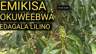 Emikisa Okuweebwa Edagala Lilino Omumwanyi N'emigaso - KOJJA ALLAN