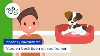 Vlooien bij jouw huisdier? | Zo voorkom en bestrijd je vlooien