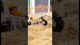 Who let the dogs out #Shorts #Funny #Dog #Subscribe #YouTube #Shortsfeed #Shortsbeta #Viral #FLAT