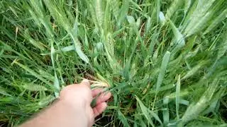 пшеница после подсолничника no-till