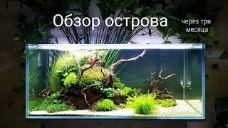 Обзор острова три месяца после запуска