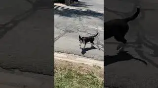 Two dogs are roaming waters edge they look like pits, both have collars. 