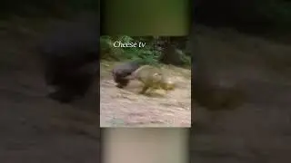 Baboons attacked a chimpanzee. 
