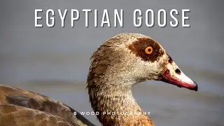 LEARN about NATURE:  Egyptian Goose