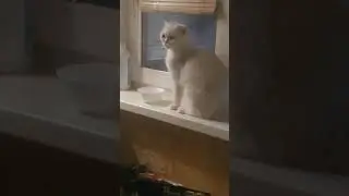 Добей салага или Тишка доедает за Боней