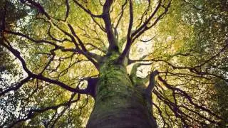 Ambient Strings Song || relaxing calm Background music for Youtube Videos || ncs