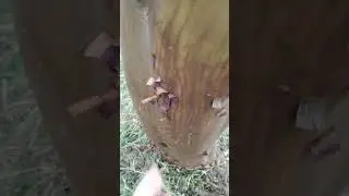 Земляничник в Пицунде