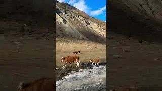 Малютки появились на свет. Обратите внимание на походку! Замечаете разницу?#путешествия#shots#travel
