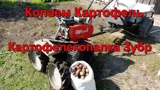 Копаем картофель - Мотоблок Ока , веерной картофелекопалкой  Зубр.