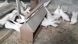 Мой урожай!!! бакинцы широкохвостые голуби у Александр