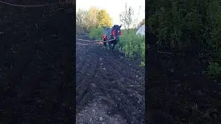 лошади в работе