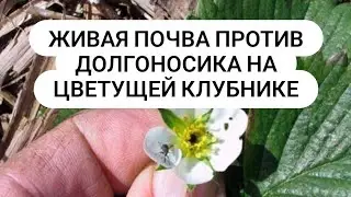 Лучшее средство от долгоносика на клубнике Живая Почва