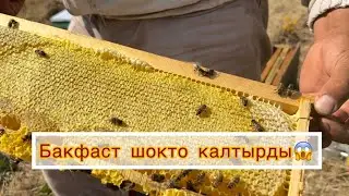 Быйылкы пакеттер элдин семияларынан күчтүү иштеди.    Байланыш 0700989896
