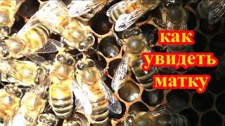 Что делать? Матки нет, засева нет. Где матка?