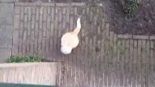 Kitty wanting attention