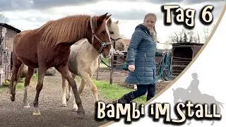 Tag 6 mit Bambi - Hinterbeine anfassen + führen mit Nori