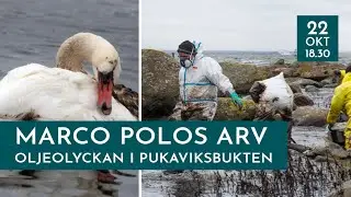 TISDAGSFÖREDRAG -  MARCO POLOS ARV, OLJEOLYCKAN I PUKAVIKSBUKTEN