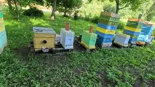 Продам маток Бакфаст Ф1 2024 #пчеловодство #пчелы #пасека #bee