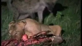 Hyenas Defeat Lions