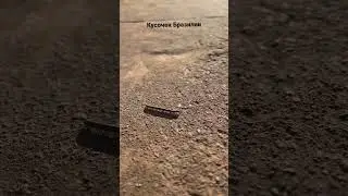 Кого только не встретишь на пробежке