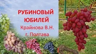 Grapes 2019. Grapes Ruby anniversary. Feedback on grapes