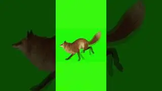 FOX #1 