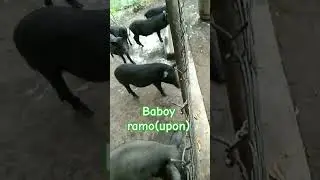Wild pig andami anak